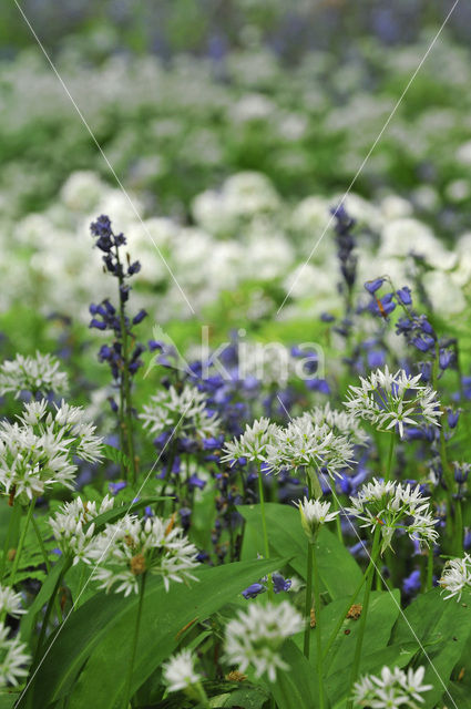 Daslook (Allium ursinum)