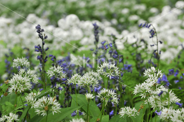 Daslook (Allium ursinum)