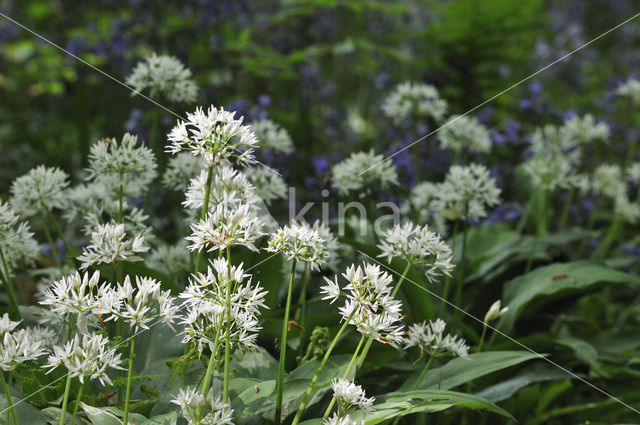 Daslook (Allium ursinum)