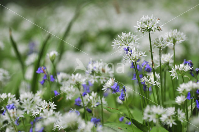 Daslook (Allium ursinum)