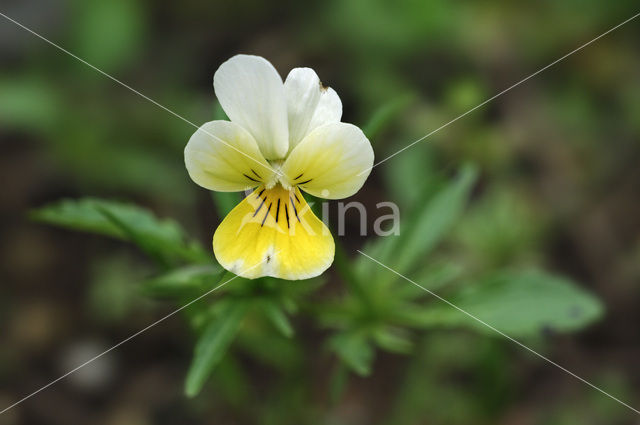 Driekleurig viooltje (Viola tricolor)