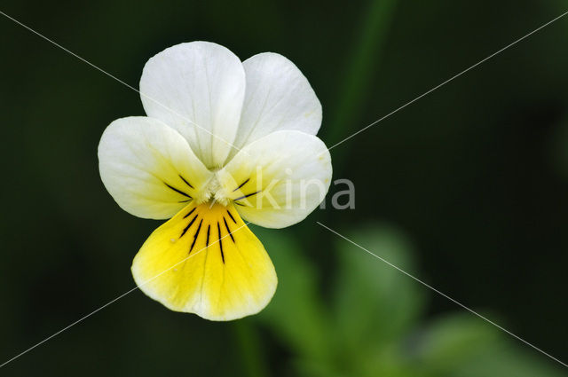 Driekleurig viooltje (Viola tricolor)