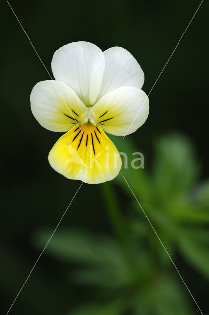 Wild Pansy (Viola tricolor)