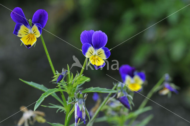 Driekleurig viooltje (Viola tricolor)