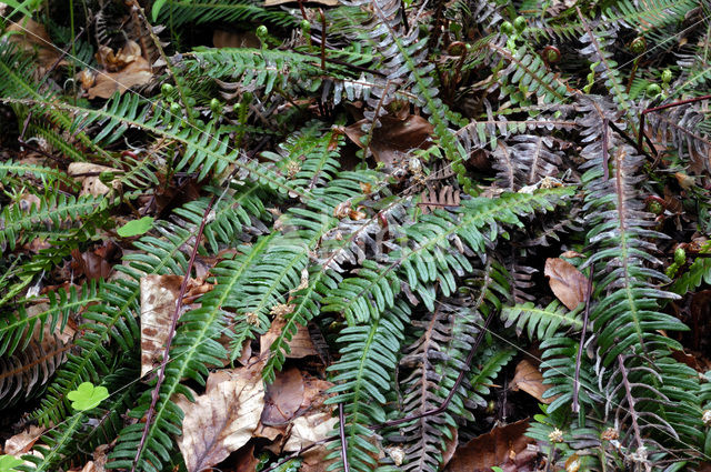 Dubbelloof (Blechnum spicant)