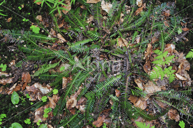 Dubbelloof (Blechnum spicant)