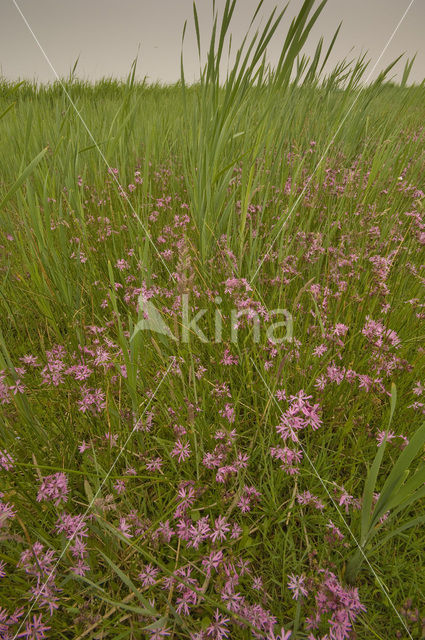 Echte koekoeksbloem (Lychnis flos-cuculi)