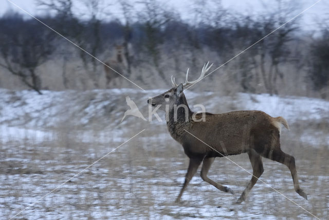 Red Deer (Cervus elaphus)