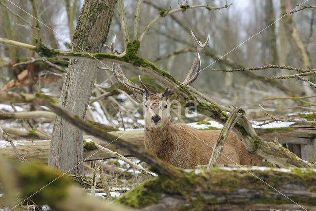Red Deer (Cervus elaphus)