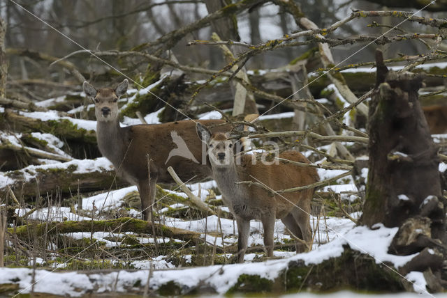Red Deer (Cervus elaphus)
