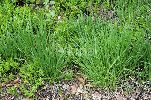 Hare’s-tail Cottongrass (Eriophorum vaginatum)