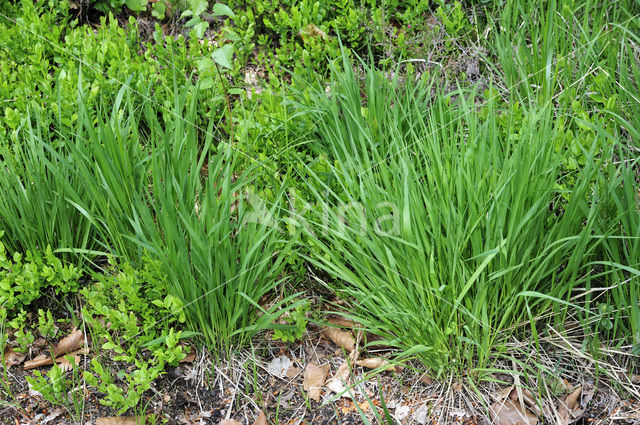 Eenarig wollegras (Eriophorum vaginatum)