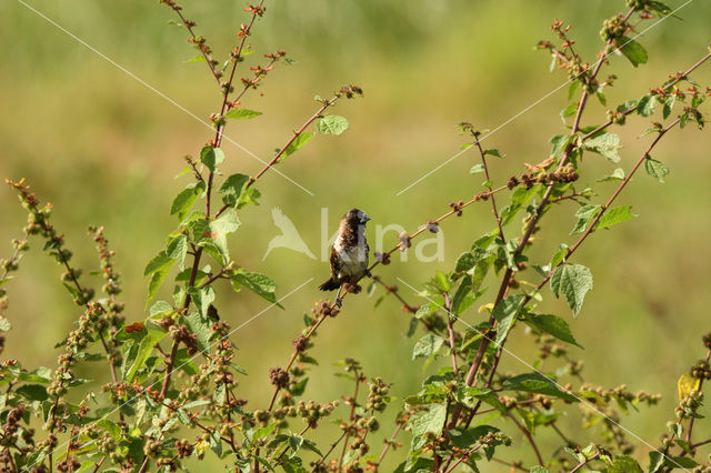 Ekstertje (Lonchura cucullata)