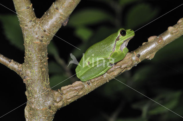 European Tree Frog (Hyla arborea)