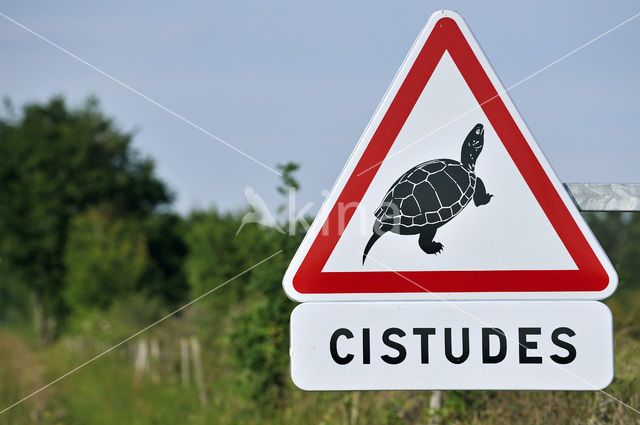 European Pond Terrapin (Emys orbicularis)