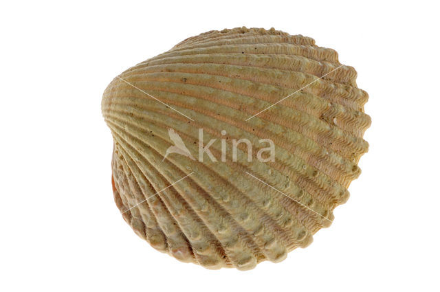 Gedoornde hartschelp (Acanthocardia echinata)