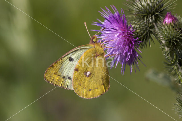 Pale Clouded Yellow (Colias hyale)