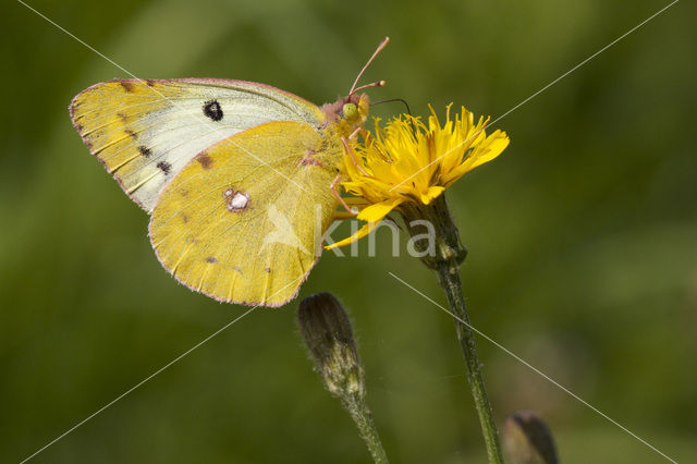 Gele luzernevlinder (Colias hyale)