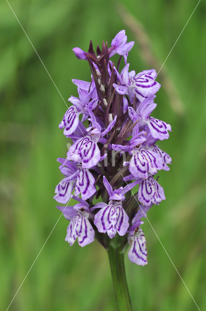 Gevlekte orchis (Dactylorhiza maculata)