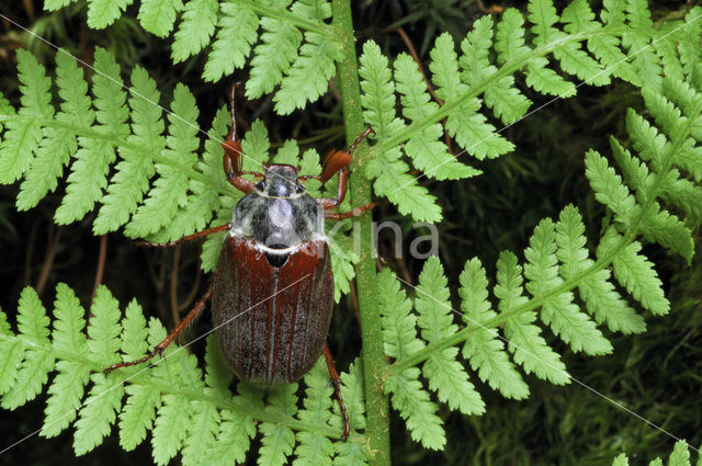 Gewone Meikever (Melolontha melolontha)