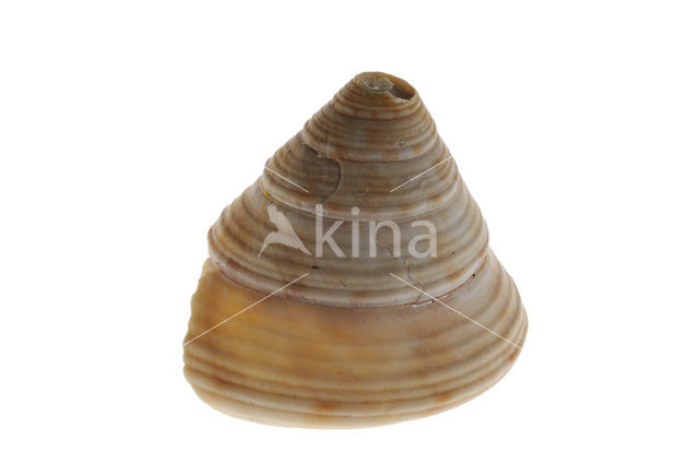 Gewone Priktolhoren (Calliostoma zizyphinum)