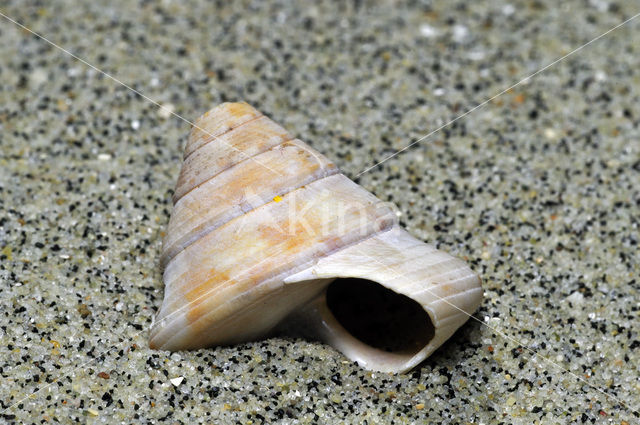 Gewone Priktolhoren (Calliostoma zizyphinum)