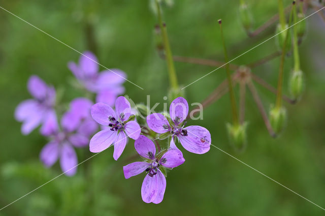 Gewone reigersbek (Erodium cicutarium)