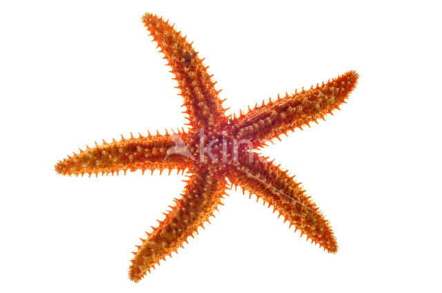 Common starfish (Asterias rubens)