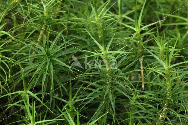 haircap moss (Polytrichum commune)