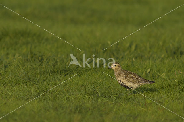 Golden Plover (Pluvialis apricaria)