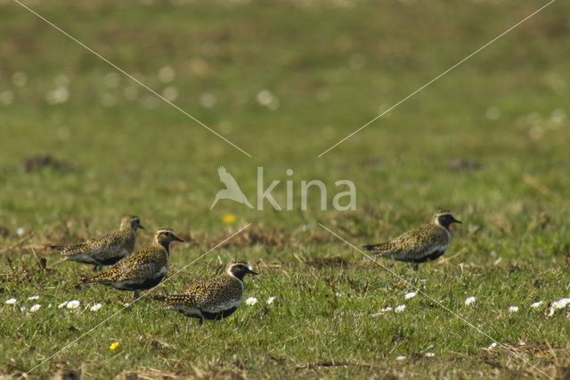 Goudplevier (Pluvialis apricaria)