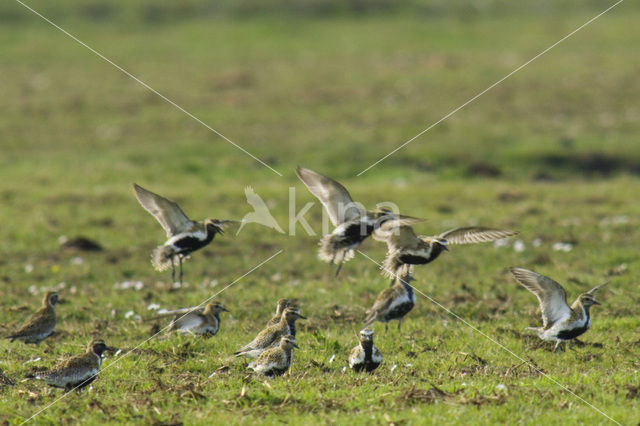 Goudplevier (Pluvialis apricaria)