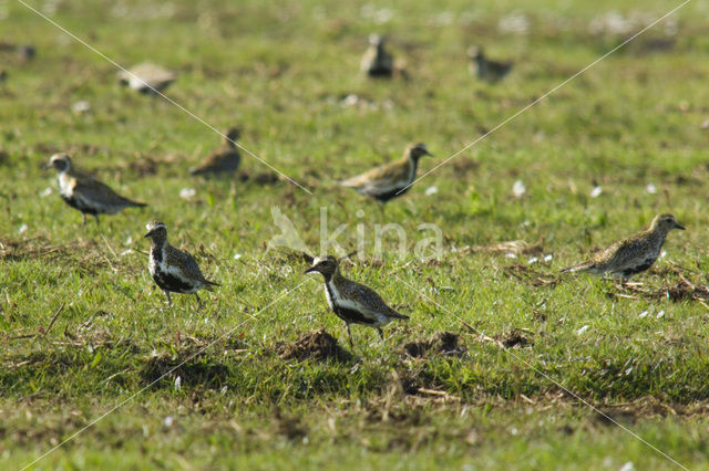 Goudplevier (Pluvialis apricaria)