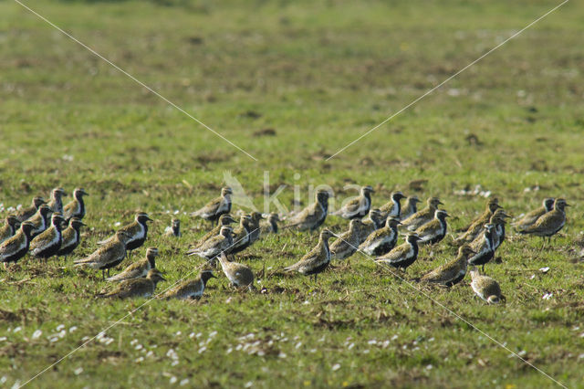 Golden Plover (Pluvialis apricaria)