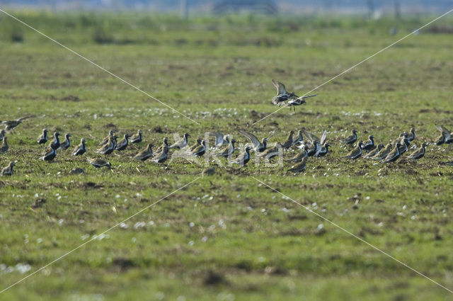 Golden Plover (Pluvialis apricaria)