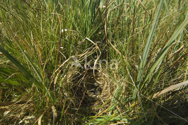 Meadow Pipit (Anthus pratensis)