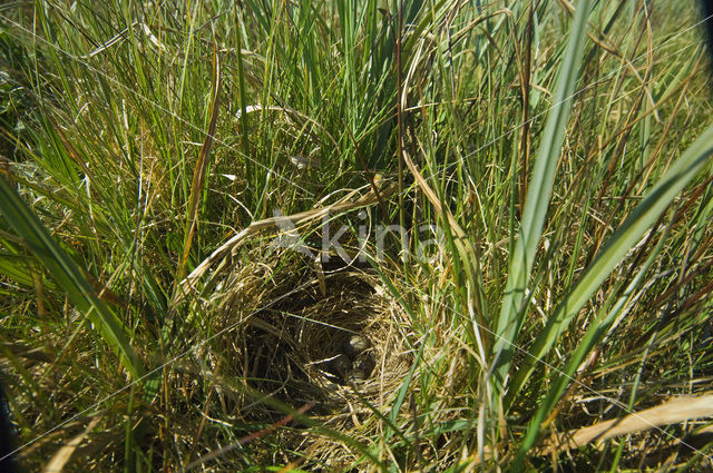 Meadow Pipit (Anthus pratensis)