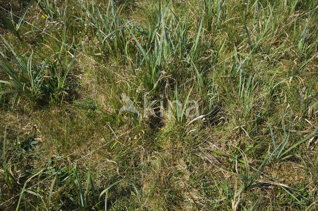 Meadow Pipit (Anthus pratensis)