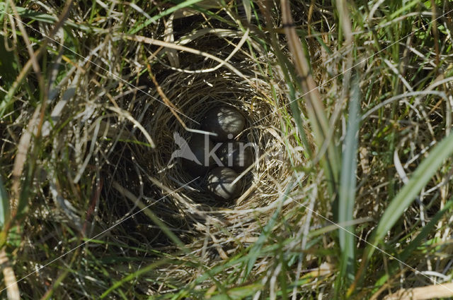 Meadow Pipit (Anthus pratensis)