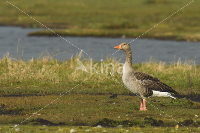 Grey Lag-Goose (Anser anser)