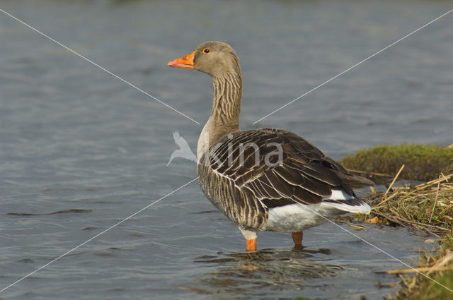 Grey Lag-Goose (Anser anser)
