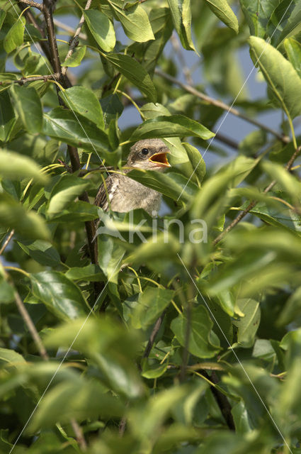 Red-backed Shrike (Lanius collurio)