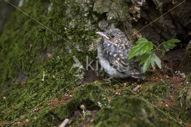 Grauwe Vliegenvanger (Muscicapa striata)