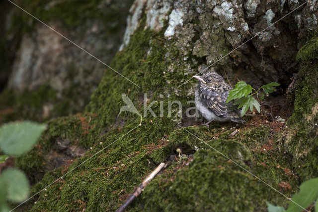 Grauwe Vliegenvanger (Muscicapa striata)