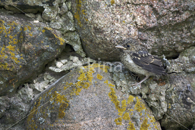 Spotted Flycatcher (Muscicapa striata)