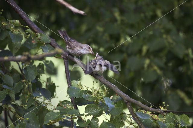 Grauwe Vliegenvanger (Muscicapa striata)