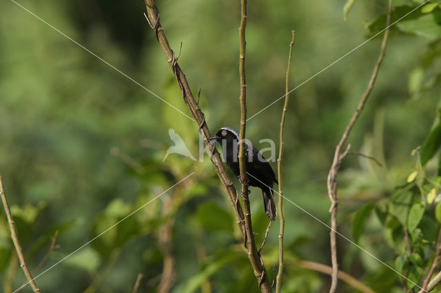 Grey-headed Negrofinch (Nigrita canicapillus)