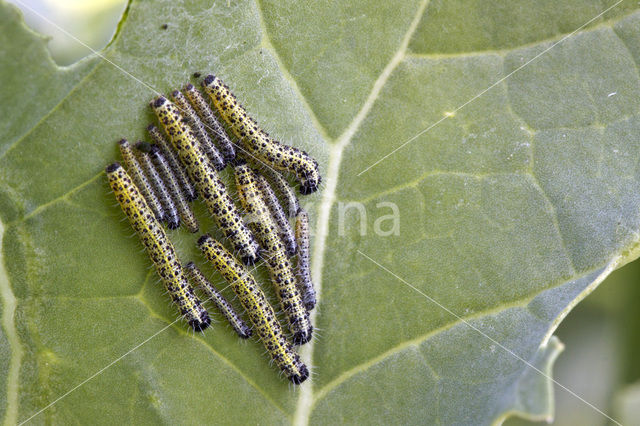 Groot koolwitje (Pieris brassicae)