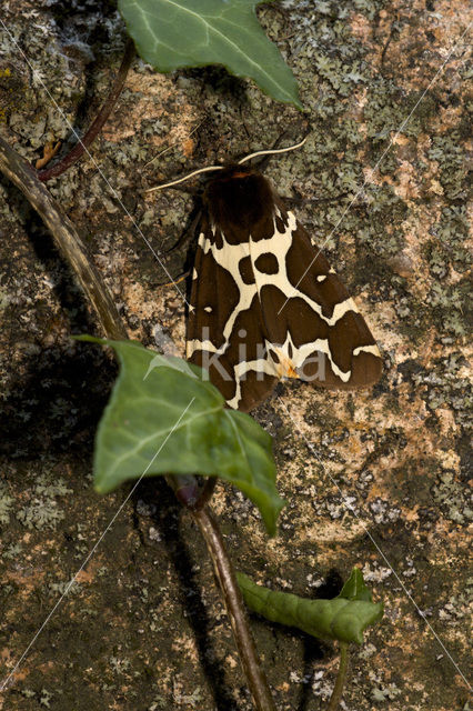 Garden Tiger (Arctia caja)