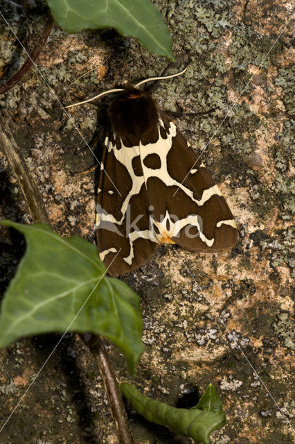 Garden Tiger (Arctia caja)